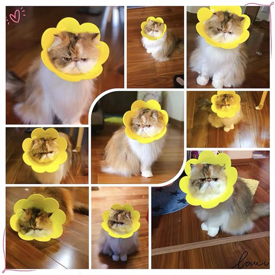 Amazon | エリザベスカラー 猫 犬 COTOREAL ペット用品 傷口保護